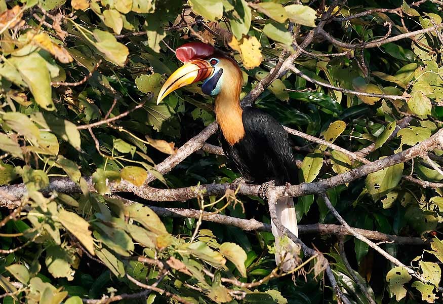 Knobbed Hornbill - ML645192924