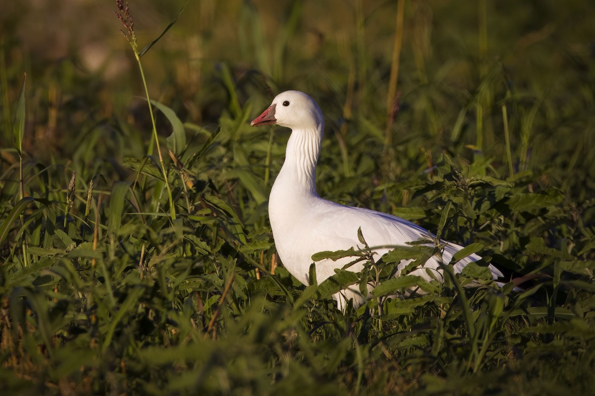Ross's Goose - ML645192930