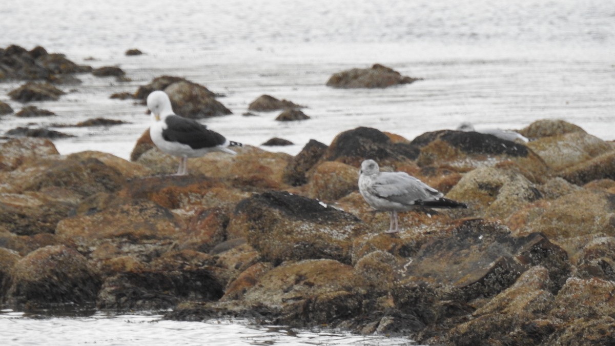 Great Black-backed Gull - ML645192935