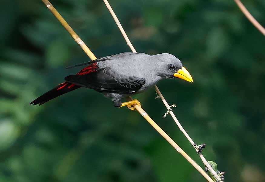 Finch-billed Myna - ML645192936