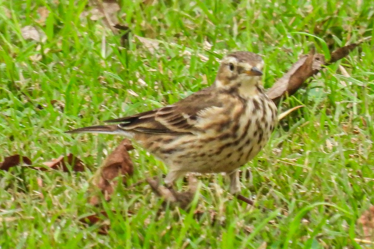 American Pipit - ML645192937