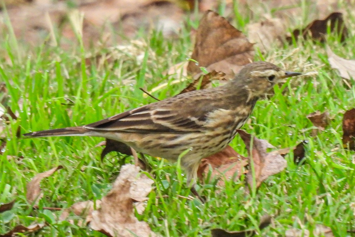 American Pipit - ML645192938