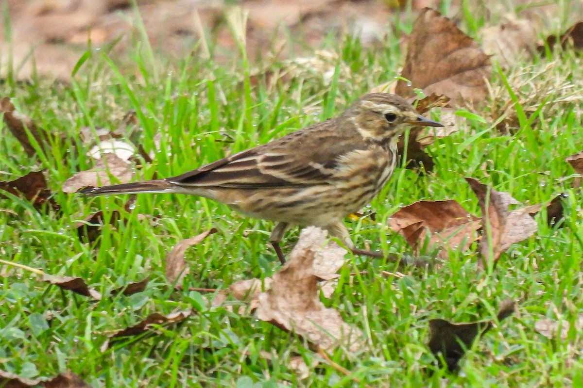 American Pipit - ML645192939
