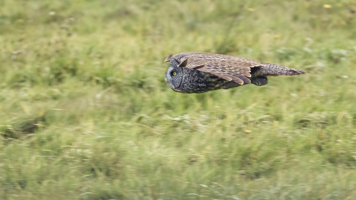 Great Gray Owl - ML645192949