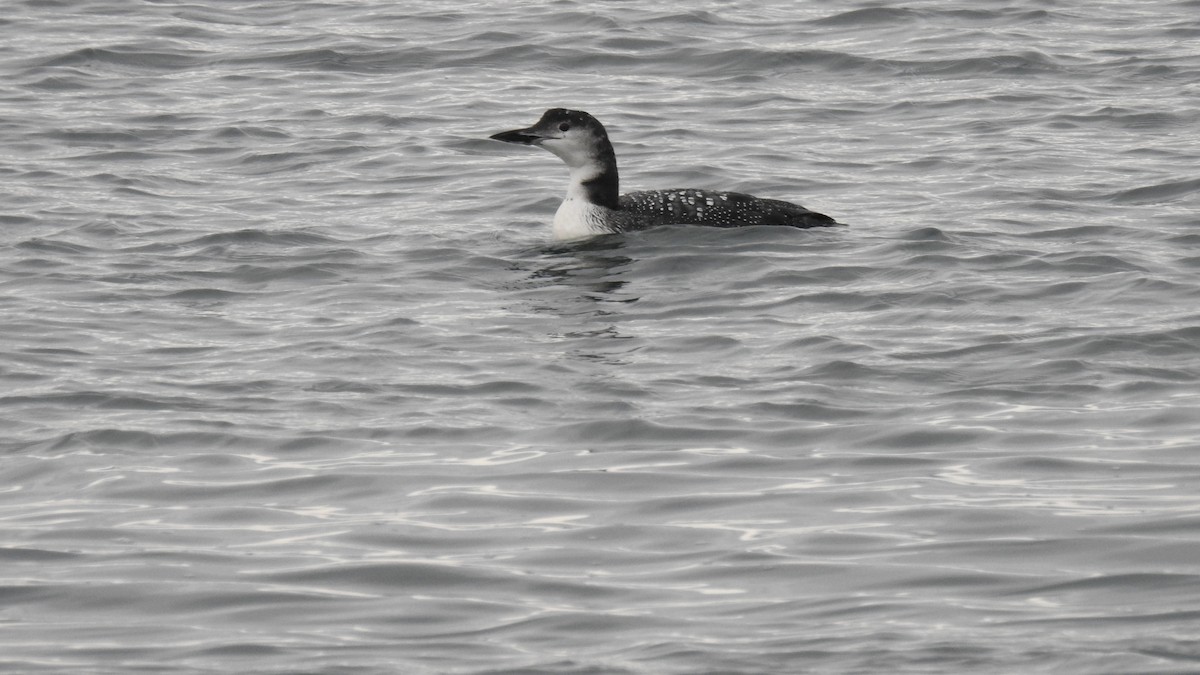 Common Loon - ML645192951
