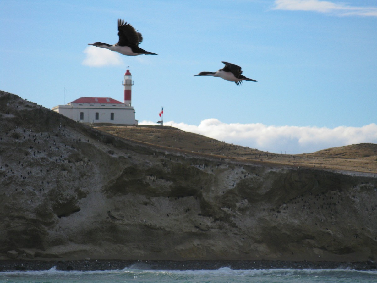 Imperial Cormorant (Imperial) - ML645192959