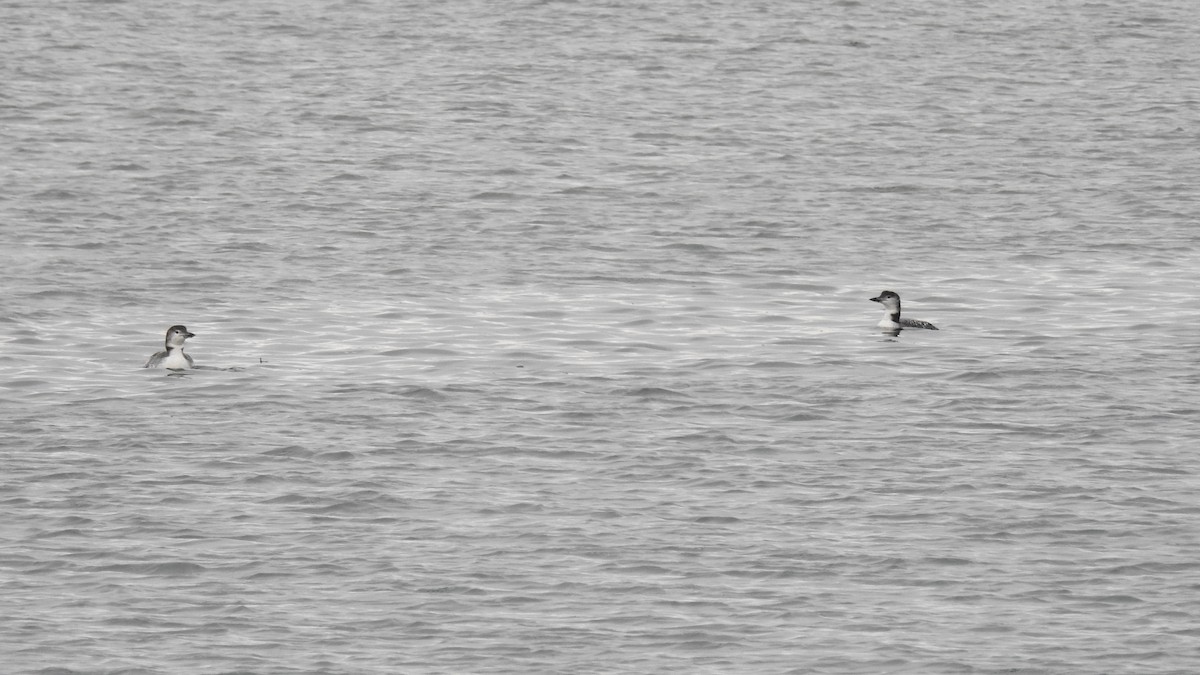 Common Loon - ML645192960