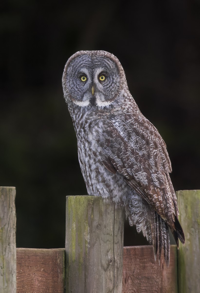 Great Gray Owl - ML645192971