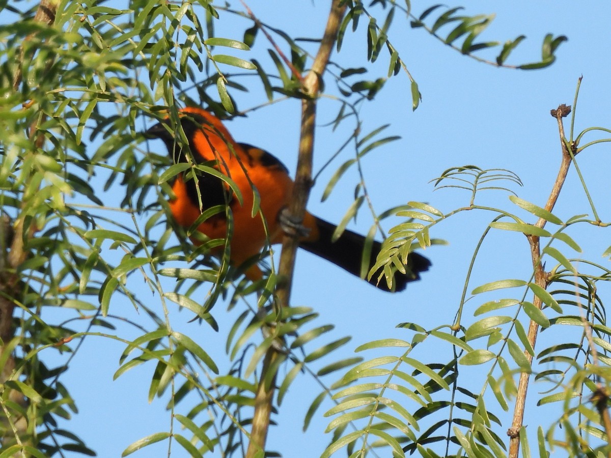 Altamira Oriole - ML645192976
