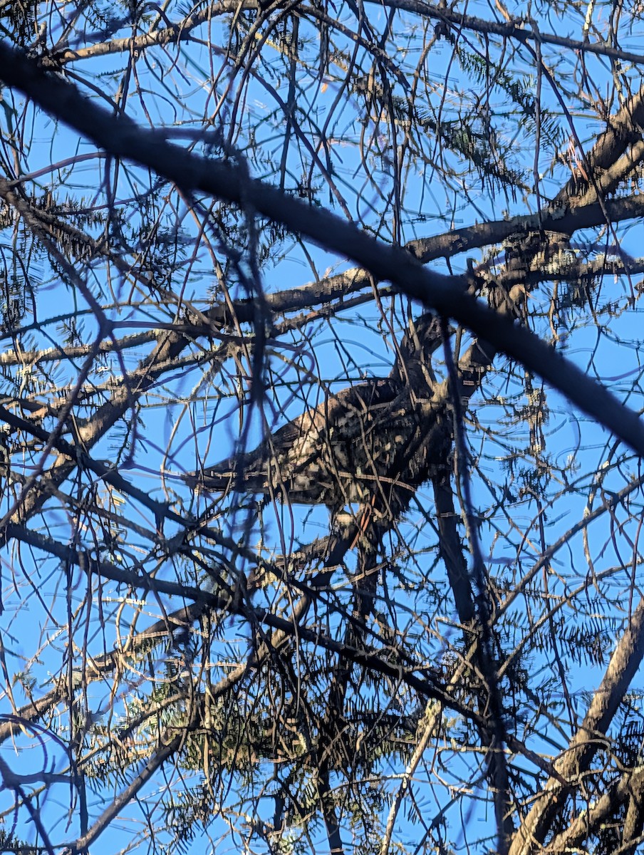 Spruce Grouse - ML645192977
