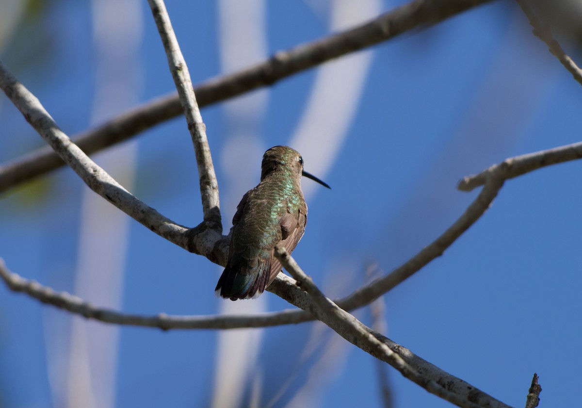 Колібрі рубіновогорлий - ML645192978