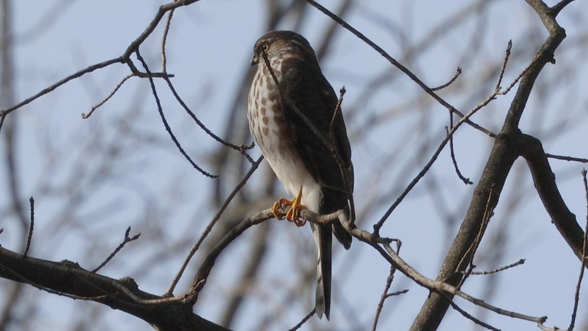 Sharp-shinned Hawk - ML645192986