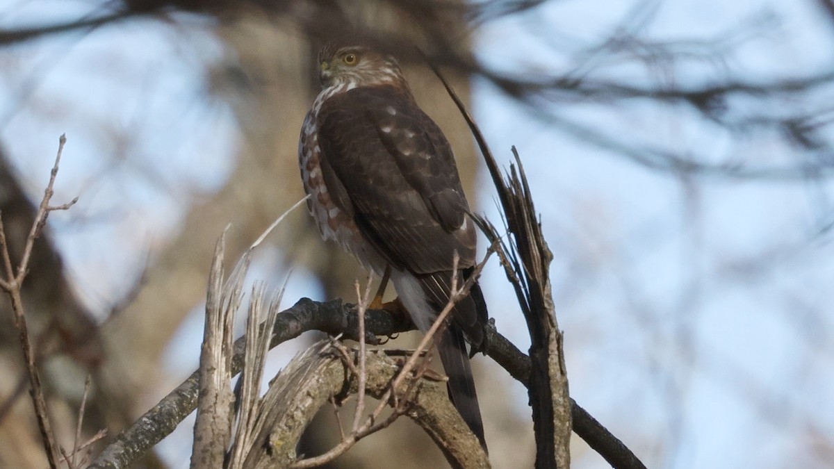Sharp-shinned Hawk - ML645192987