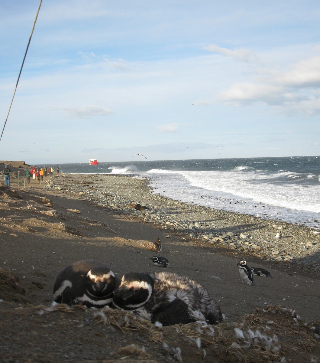 Magellanic Penguin - ML645192988