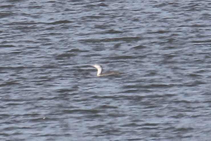 Red-throated Loon - ML645193006