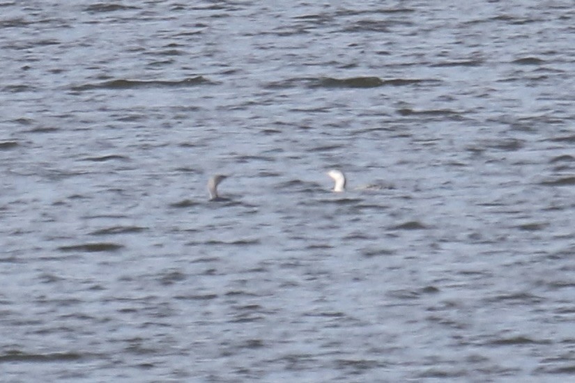 Red-throated Loon - ML645193007