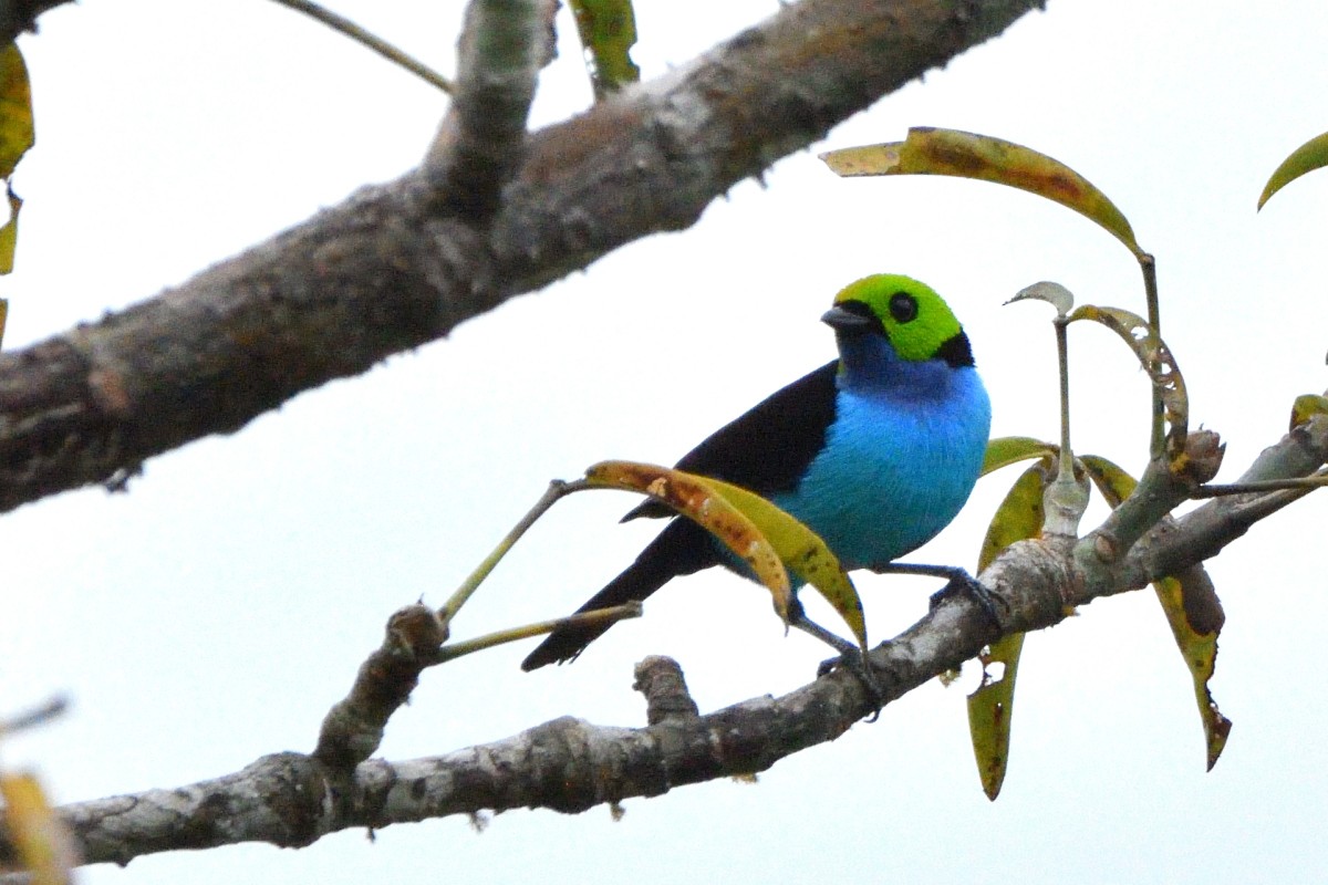 Paradise Tanager - ML645193010