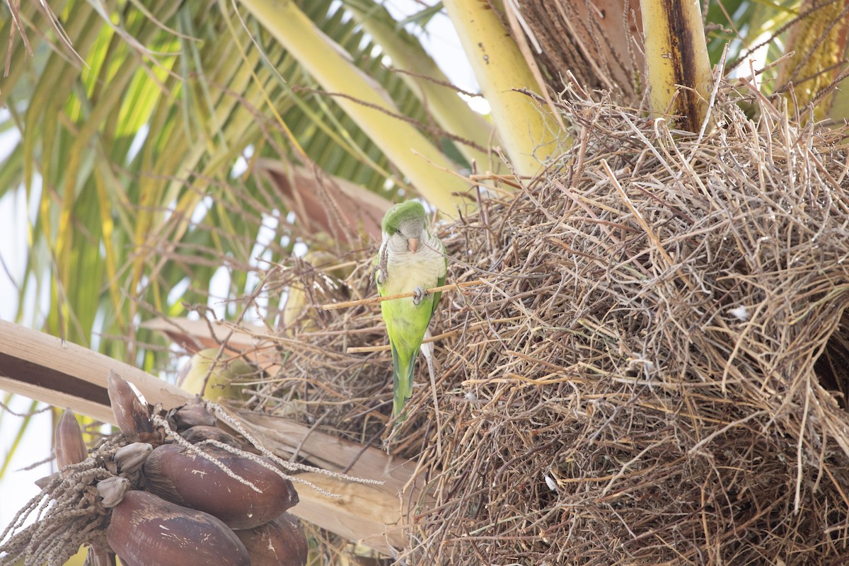 Калита сіроволий - ML645193017