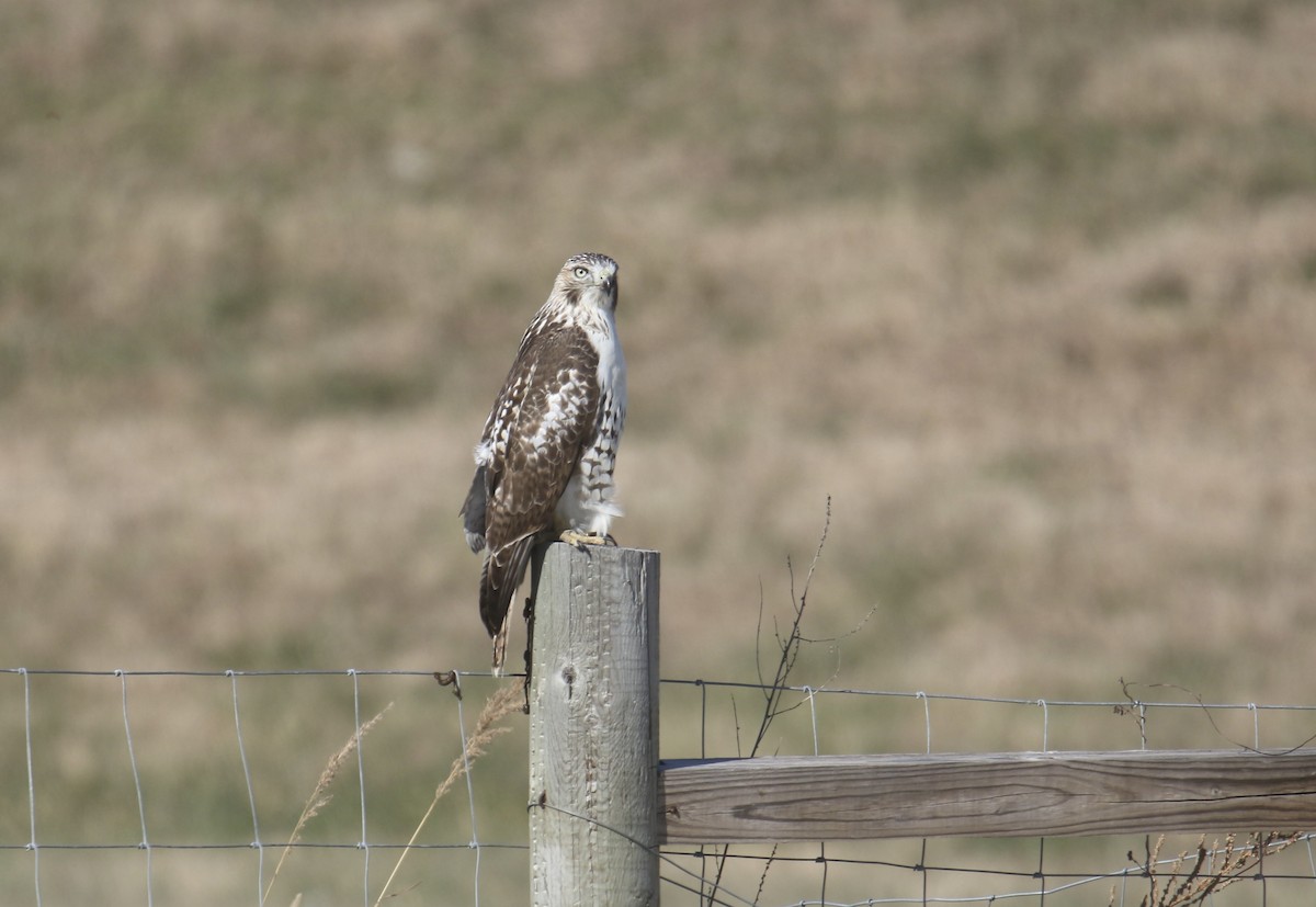 Red-tailed Hawk - ML645193019