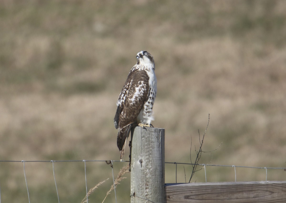 Red-tailed Hawk - ML645193020