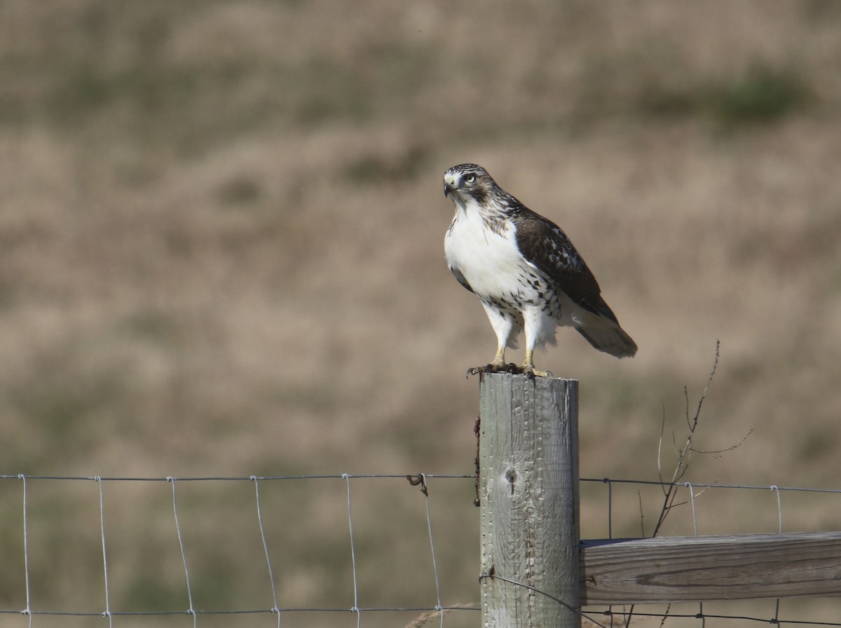 Red-tailed Hawk - ML645193021