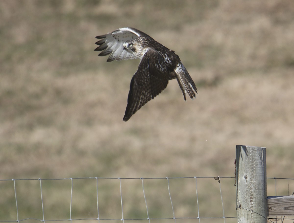 Red-tailed Hawk - ML645193022
