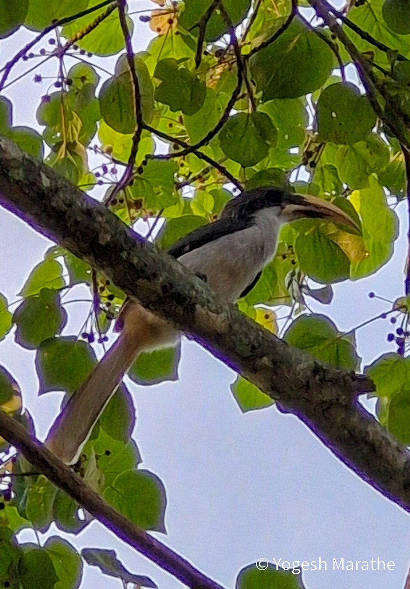 Sri Lanka Gray Hornbill - ML645193023