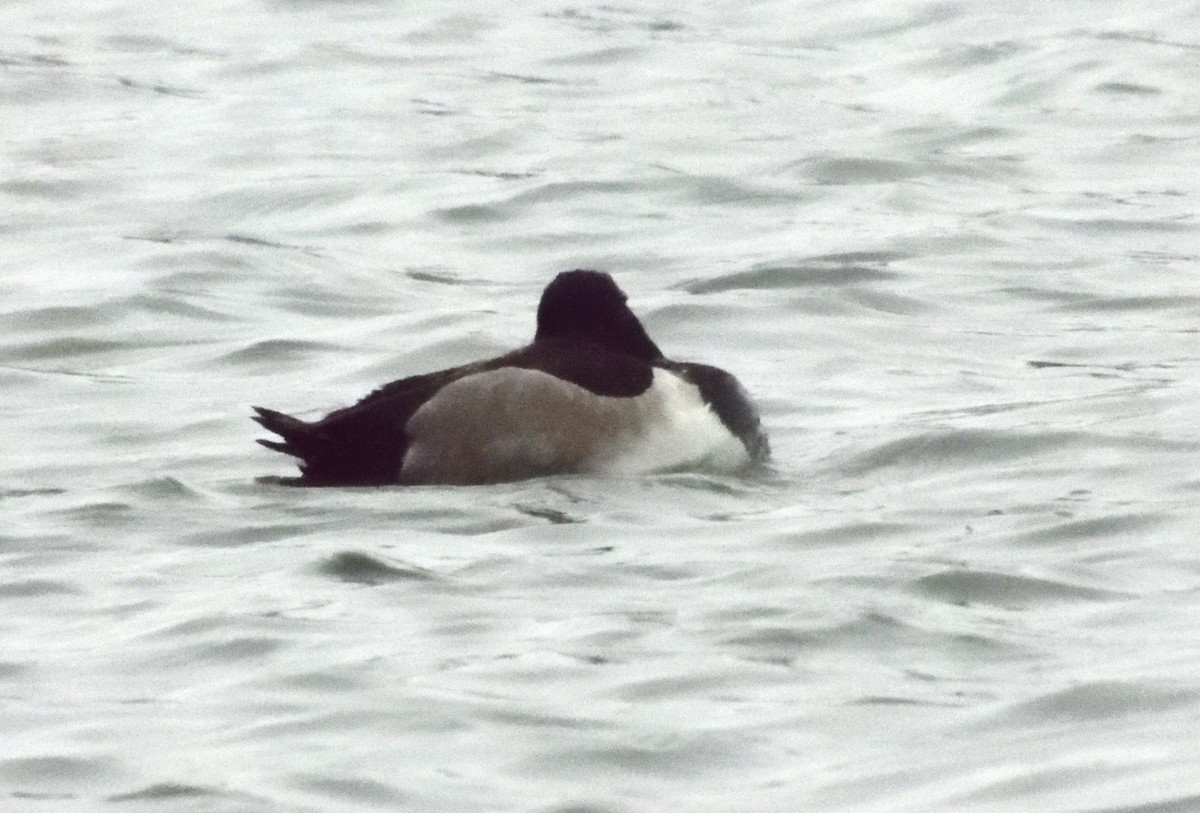 Ring-necked Duck - ML645193029
