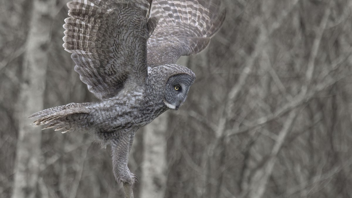 Great Gray Owl - ML645193033