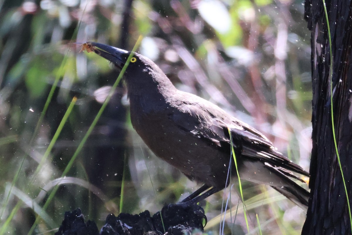 Gray Currawong - ML645193036