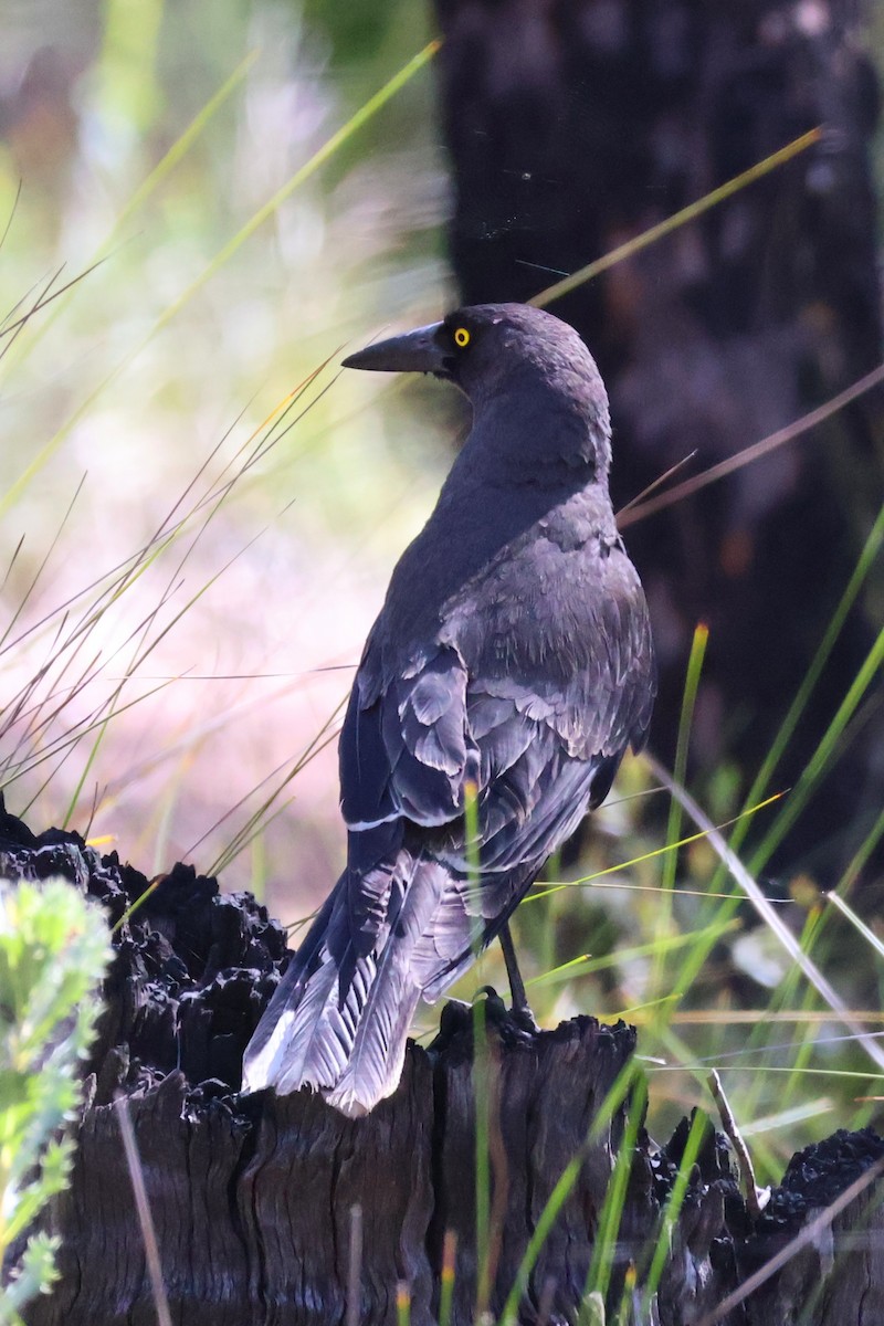 Gray Currawong - ML645193037