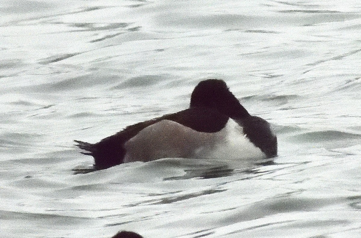 Ring-necked Duck - ML645193040