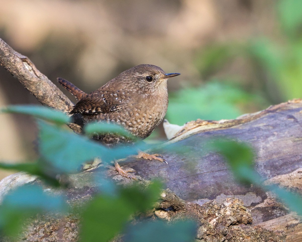 Winter Wren - ML645193042