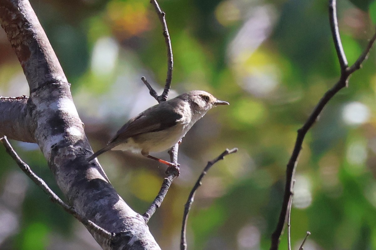 Western Thornbill - ML645193043