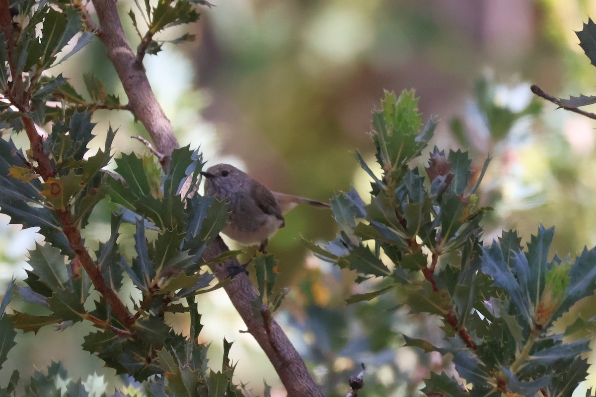 Inland Thornbill - ML645193044