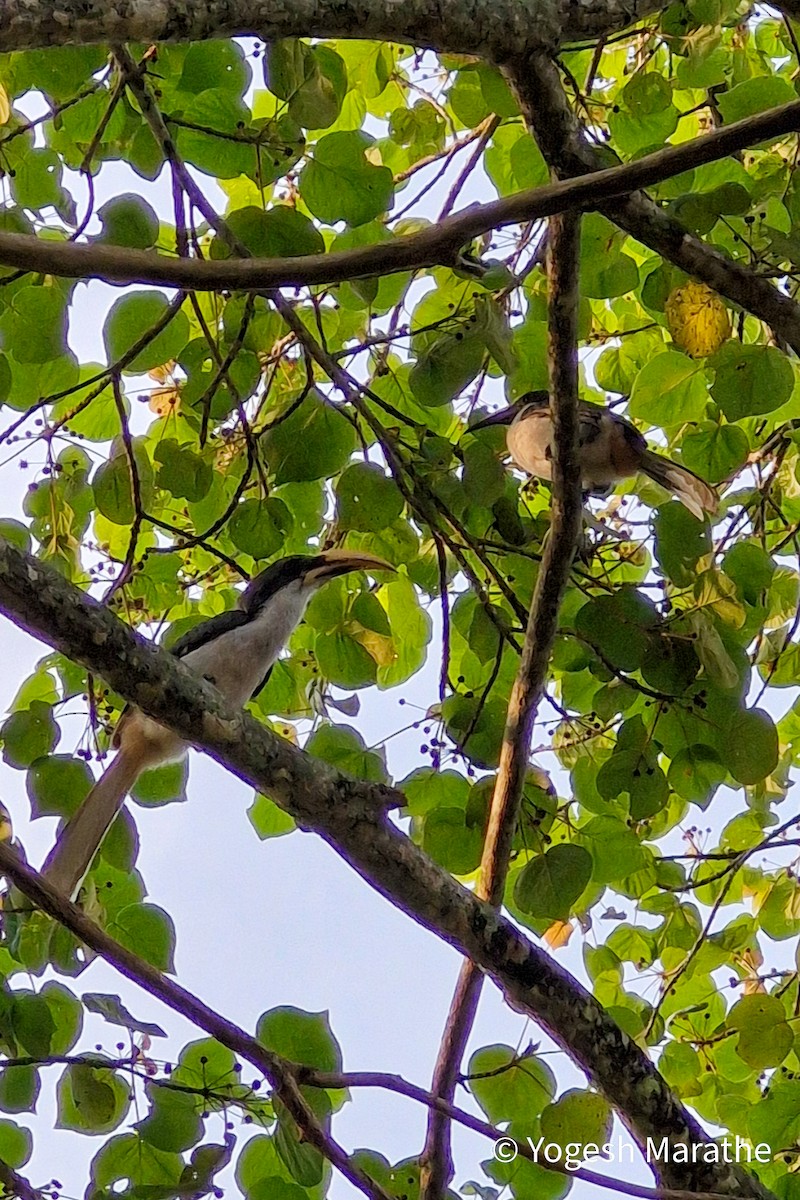 Sri Lanka Gray Hornbill - ML645193047