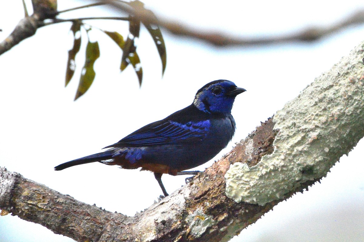 Opal-rumped Tanager - ML645193048