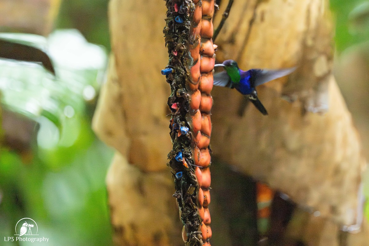 Crowned Woodnymph - ML645193049