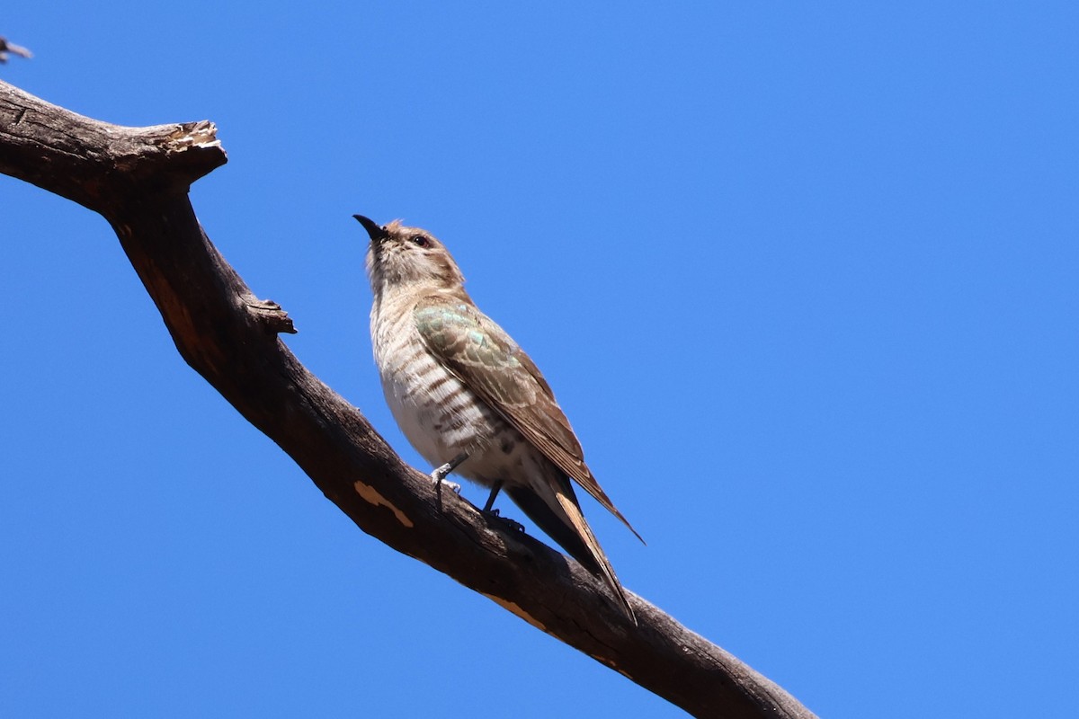 Horsfield's Bronze-Cuckoo - ML645193050