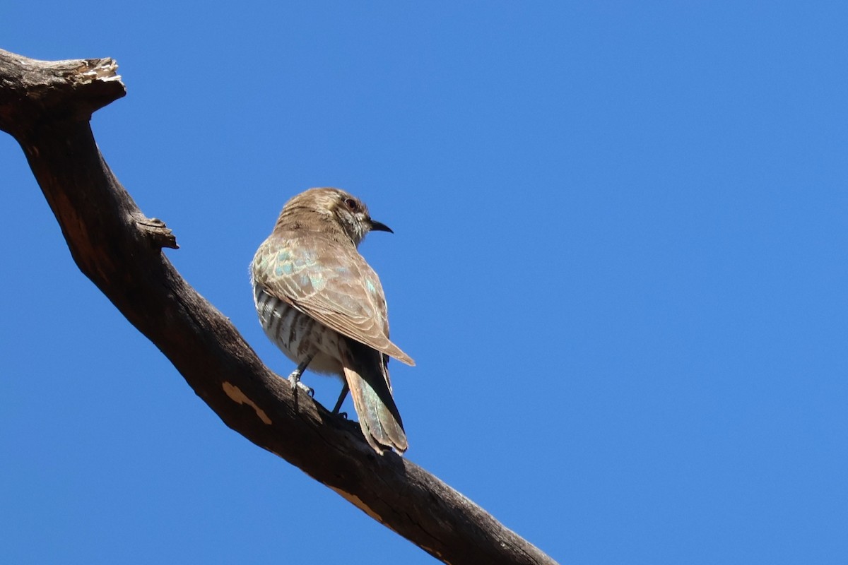 Horsfield's Bronze-Cuckoo - ML645193051