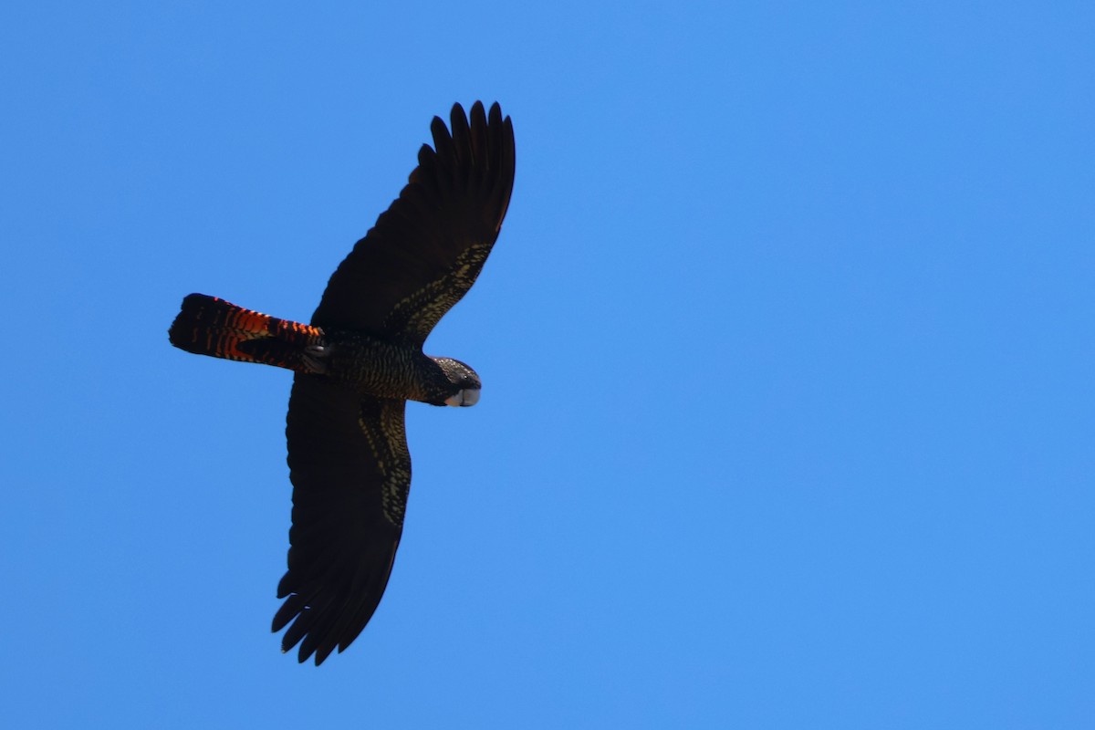 Red-tailed Black-Cockatoo - ML645193052