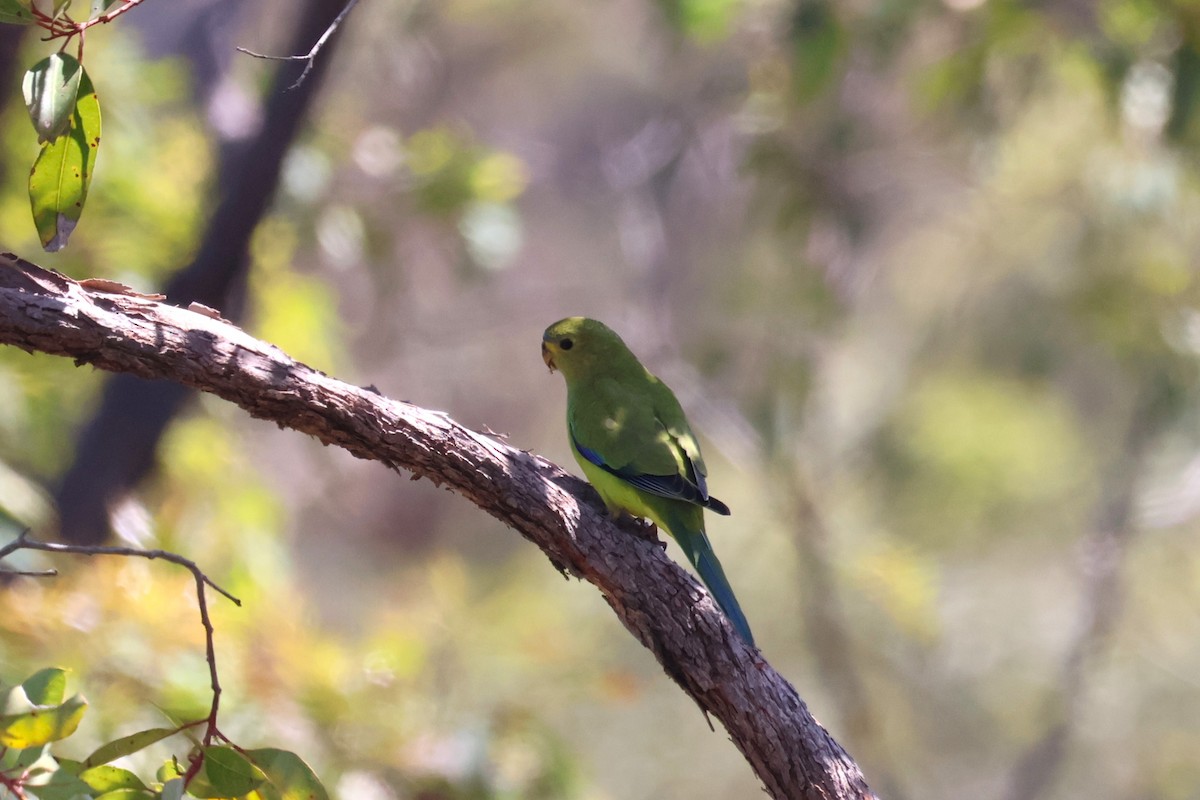 Elegant Parrot - ML645193053