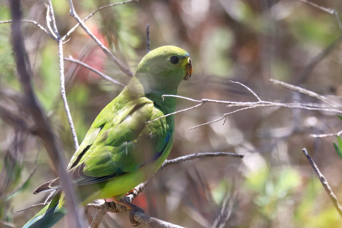 Elegant Parrot - ML645193054