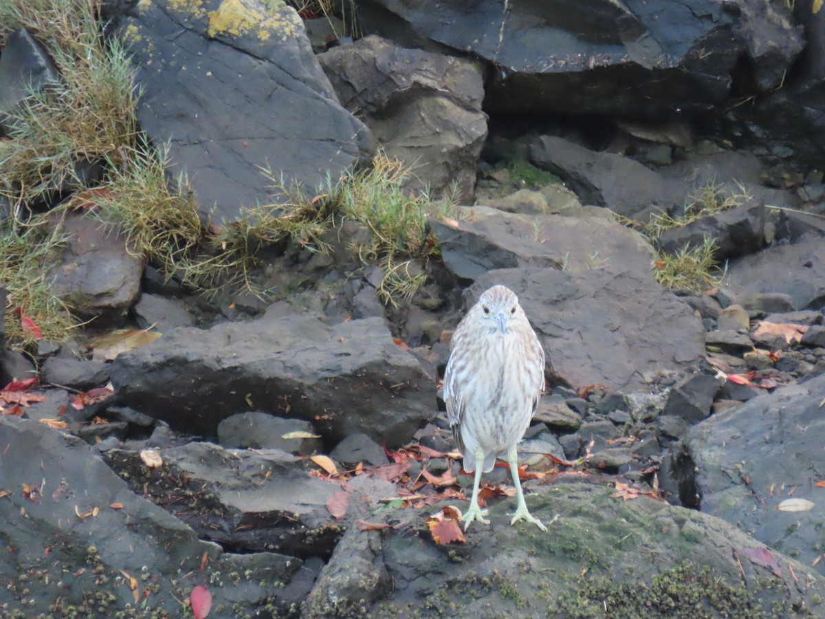 Black-crowned Night Heron - ML645193055