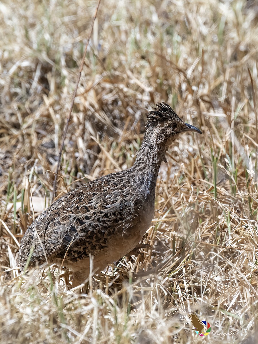Andean Tinamou - ML645193056