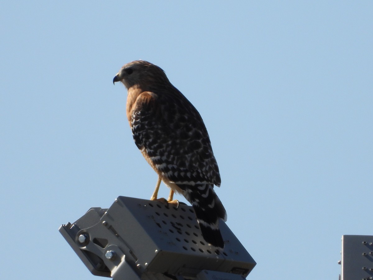 Red-shouldered Hawk - ML645193057