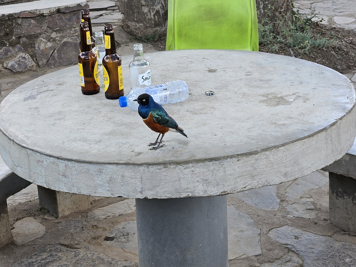 Superb Starling - ML645193058