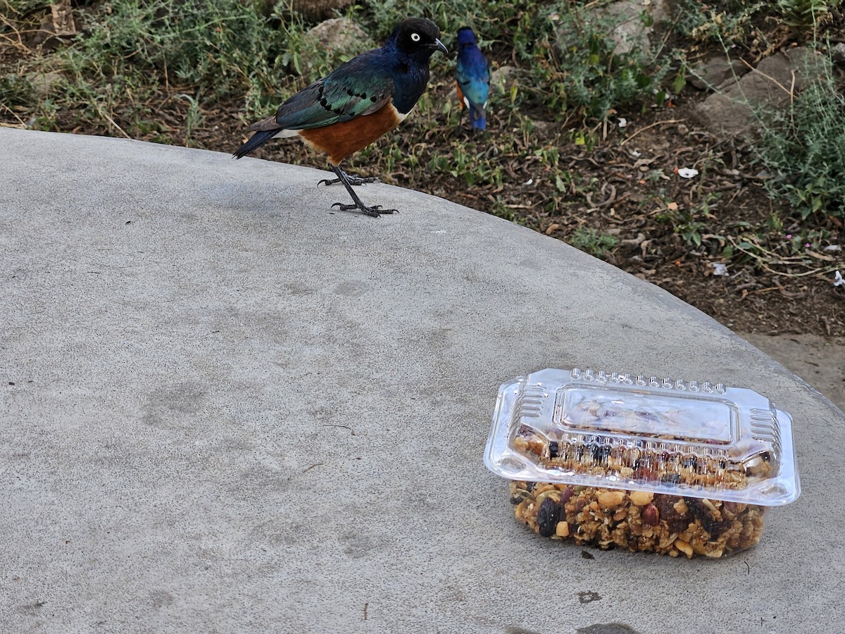 Superb Starling - ML645193059