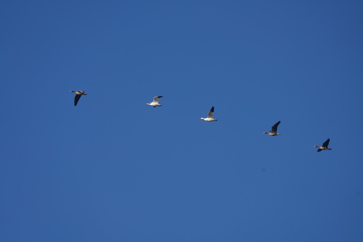 Snow Goose - ML645193062