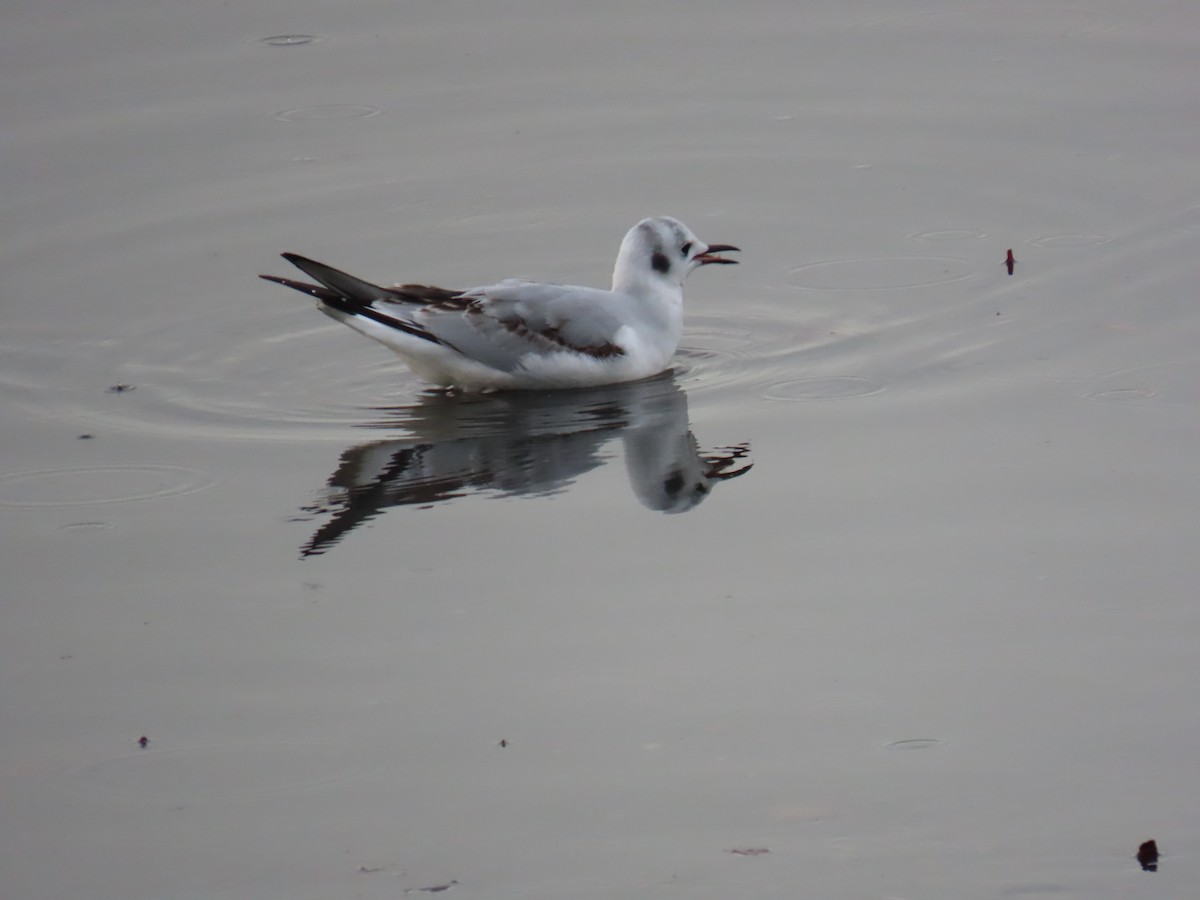 Bonaparte's Gull - ML645193063